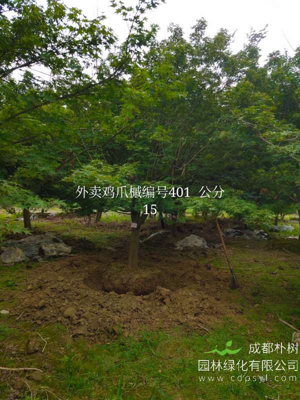 8公分鸡爪槭价格560元，成都鸡爪槭产地在哪儿？